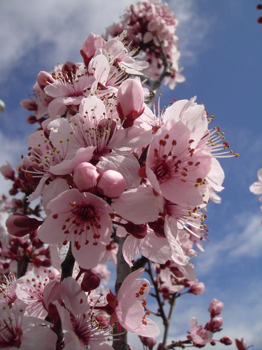 Flower Almond Tree Branch