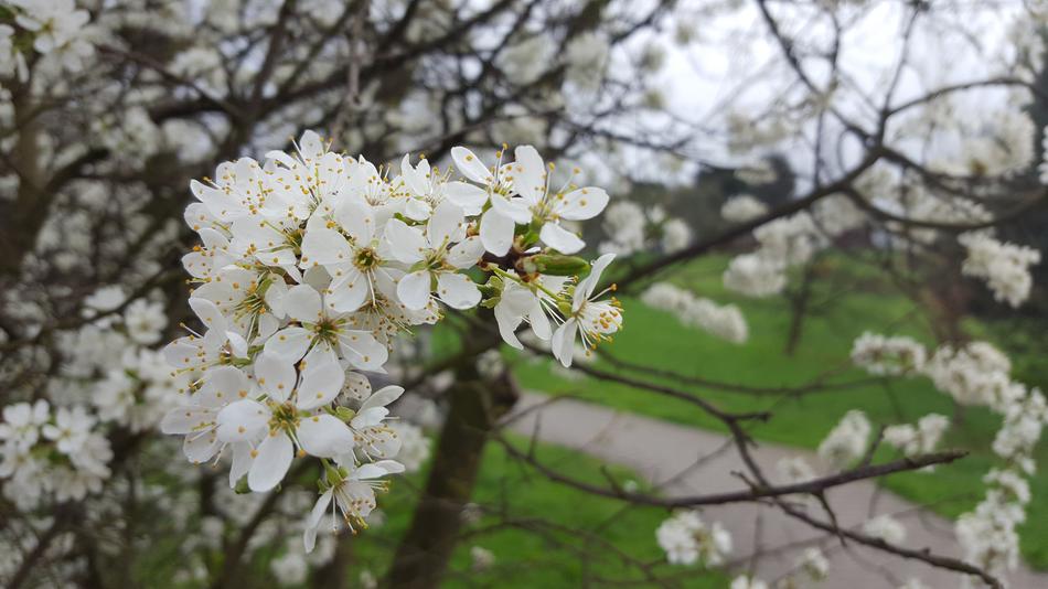 Tree Plum Branch