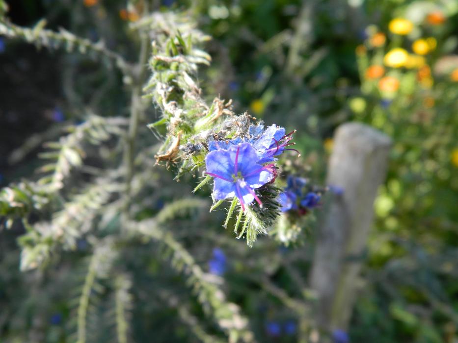 Wild Flower Blossom