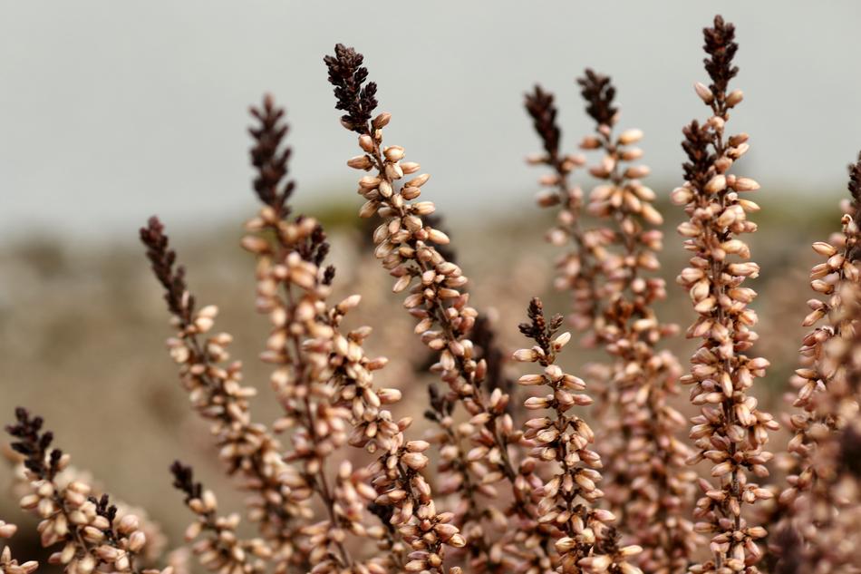 Heather Nature Outdoors