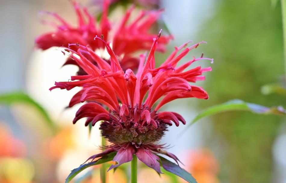 Castilleja Broomrape Plant Flower