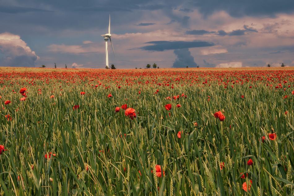 Field Agriculture Meadow