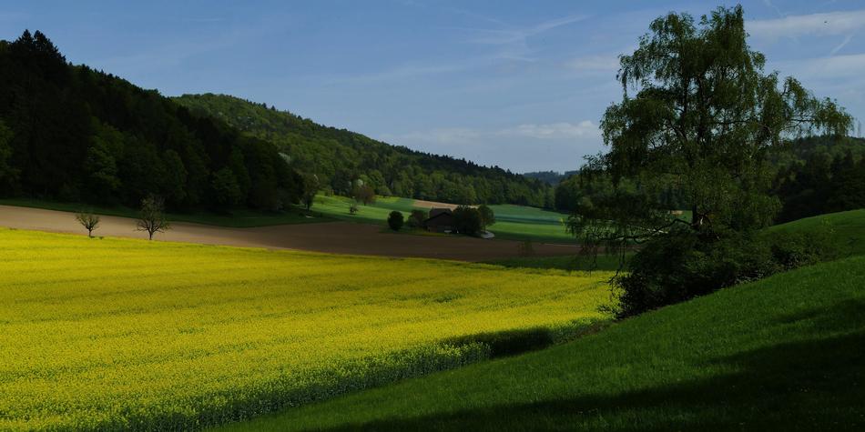Landscape Nature Fields