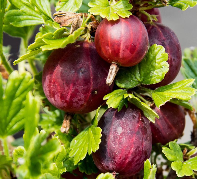 Gooseberries Plant Berries