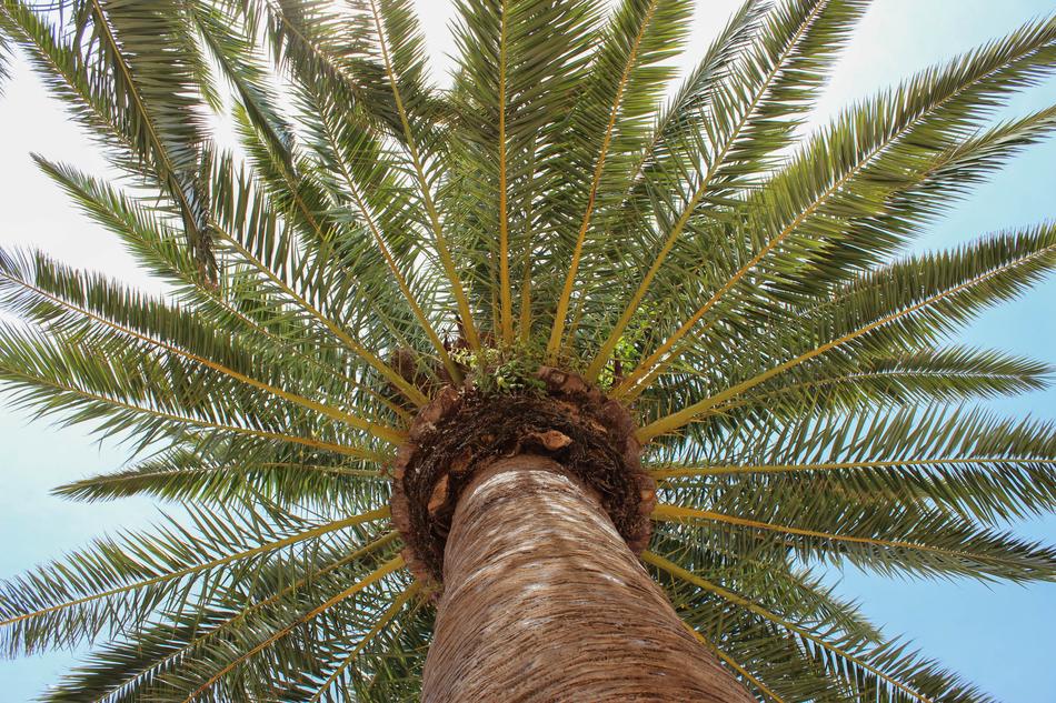 Palm Tree Blue Sky