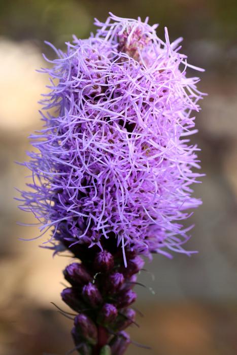 Flower Garden Nature