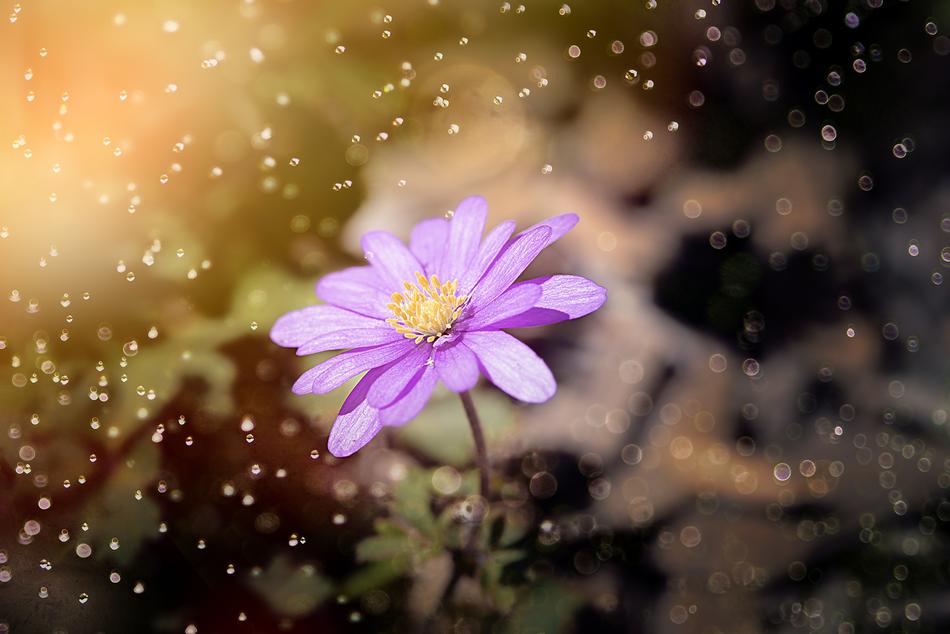 Balkan Anemone Flower