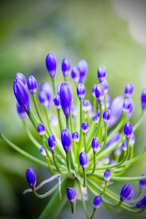 Flower Lilac Plant
