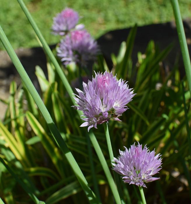 Chives Herb Blossom