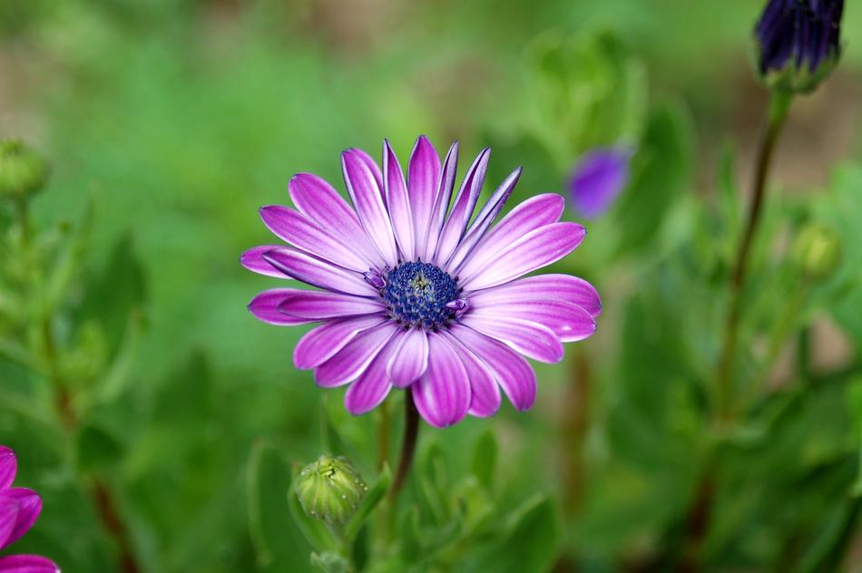 Daisy Flower Garden