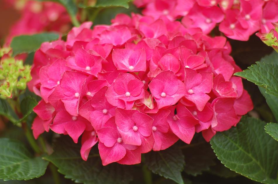 Hydrangea Flower Summer