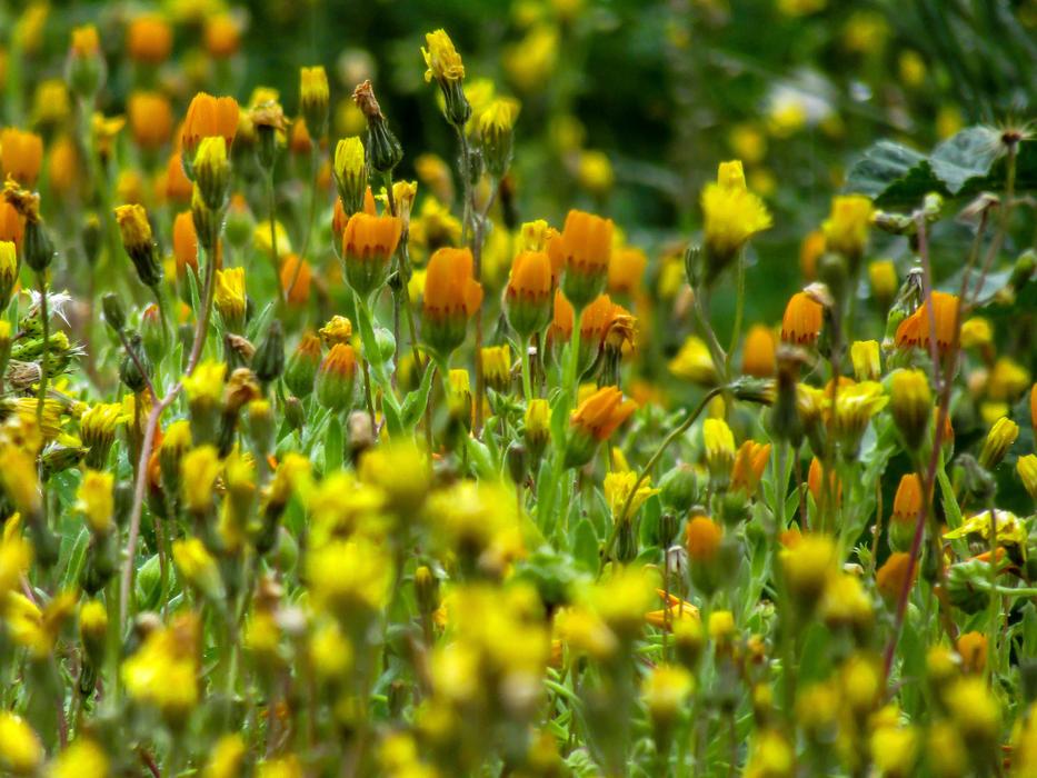 Flower Nature Plant