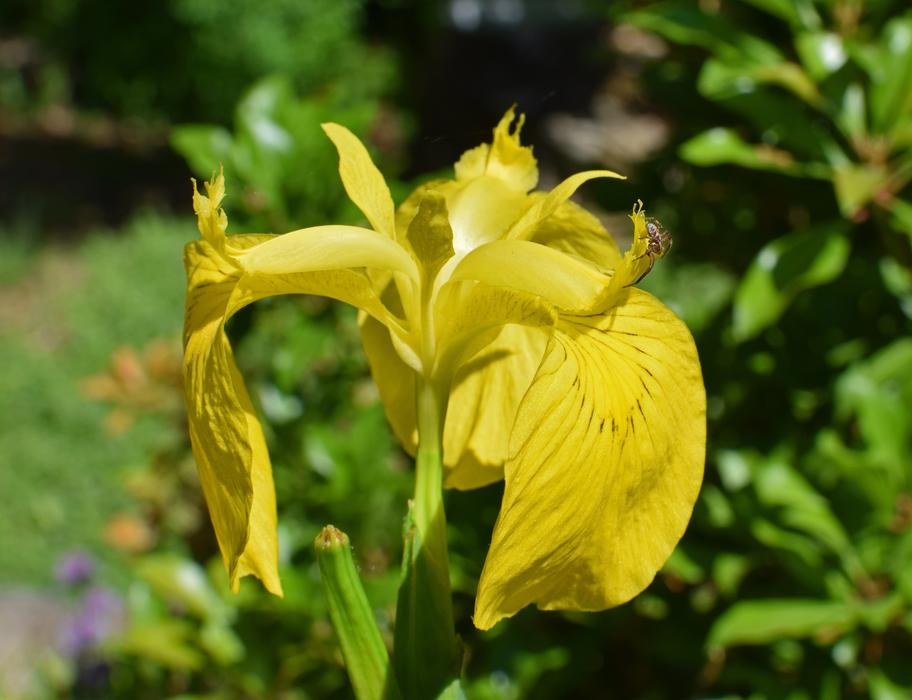 yellow flower unusual magical