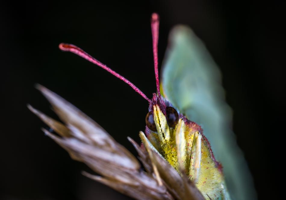 Nature No One Insect macro blur