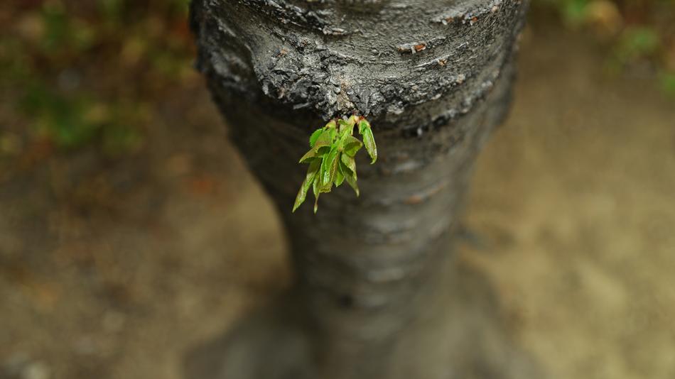 stalk on a log landscape