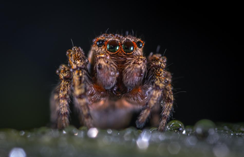 Nature Animals Living