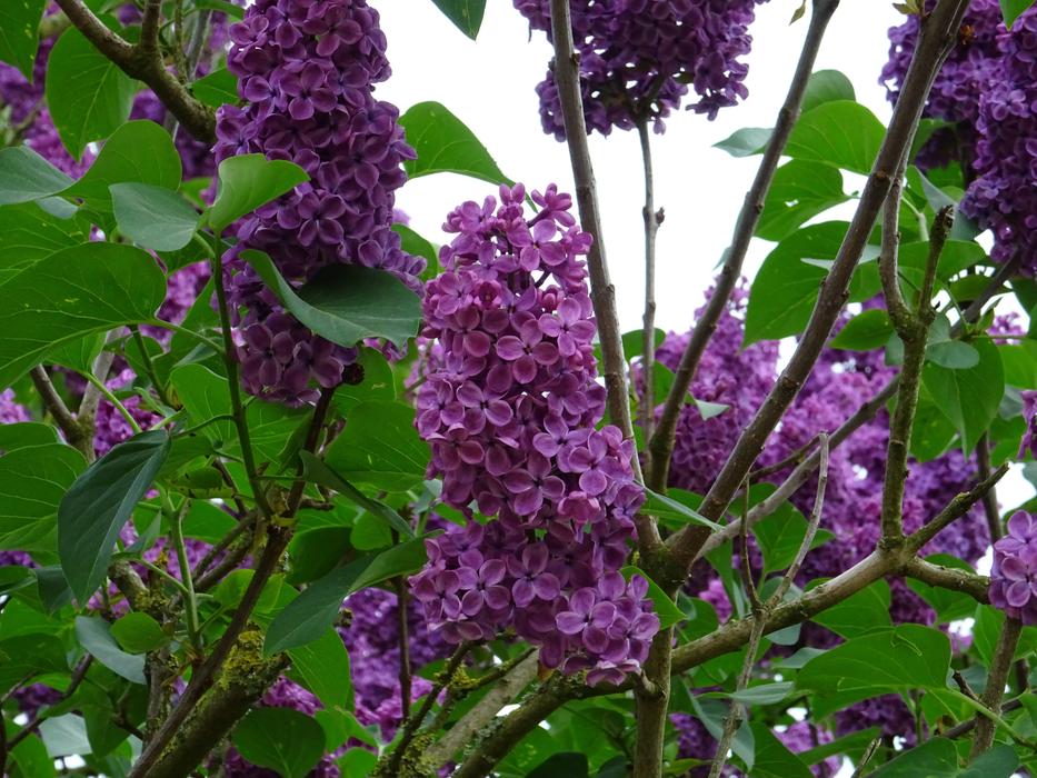 Purple Flower Plant