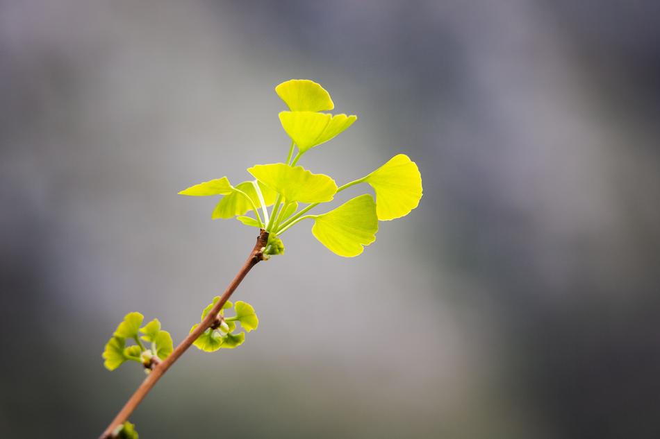 mini leaves on a branch