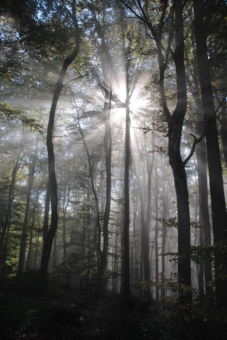 Backlighting Beech Wood Spring