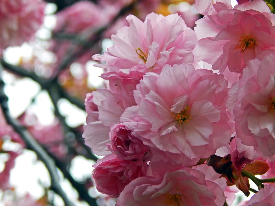 Flower Plant Branch