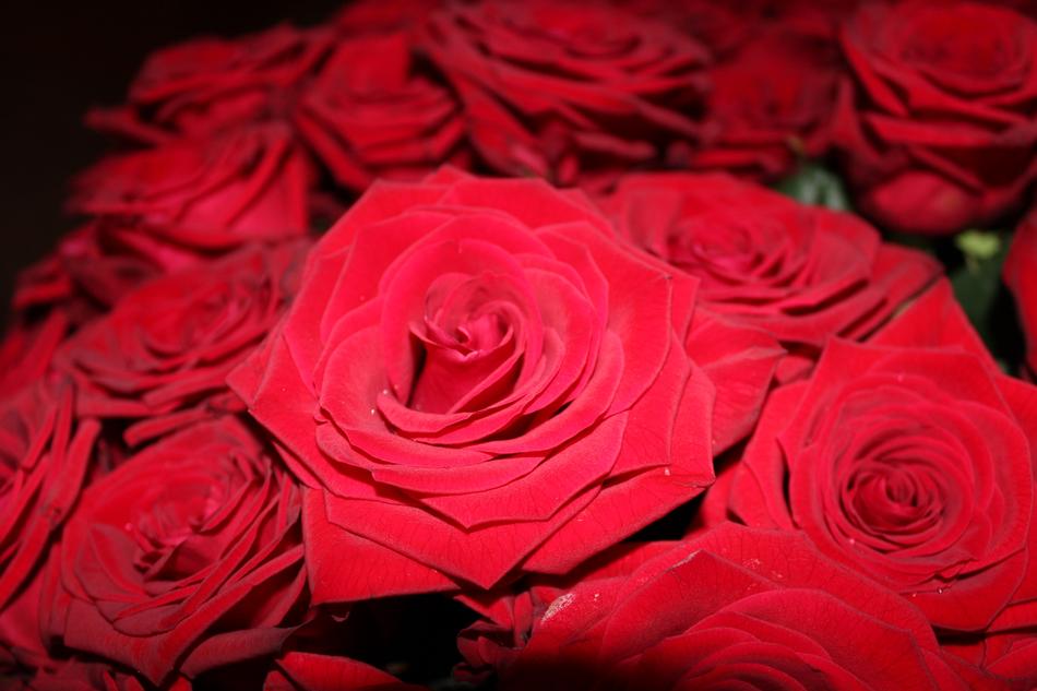Red Roses Flowers Bouquet