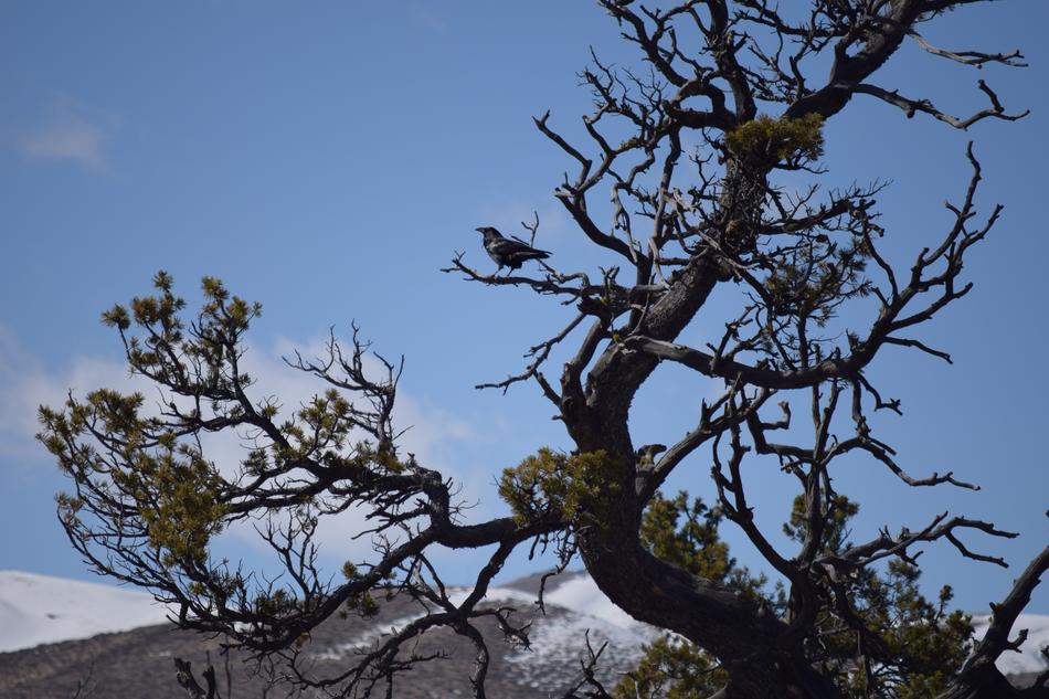 Raven Perched Tree