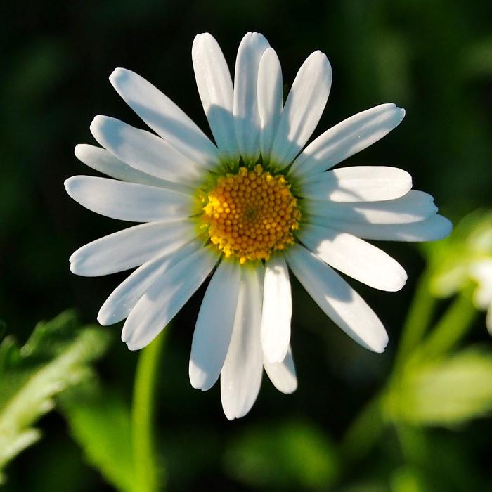 Margarite Blossom Bloom