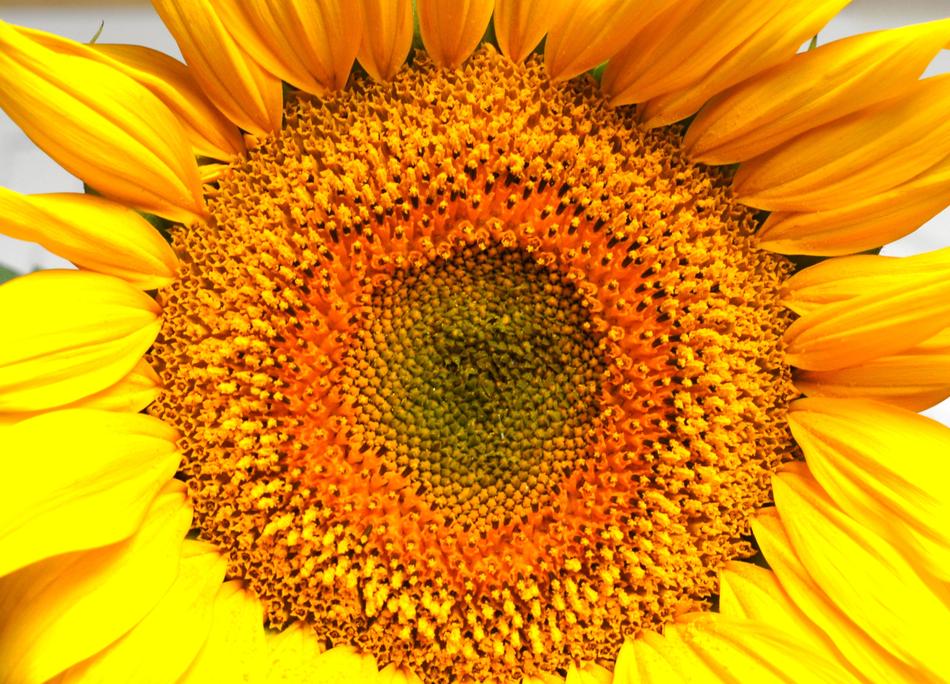 Nature Flower Sunflower