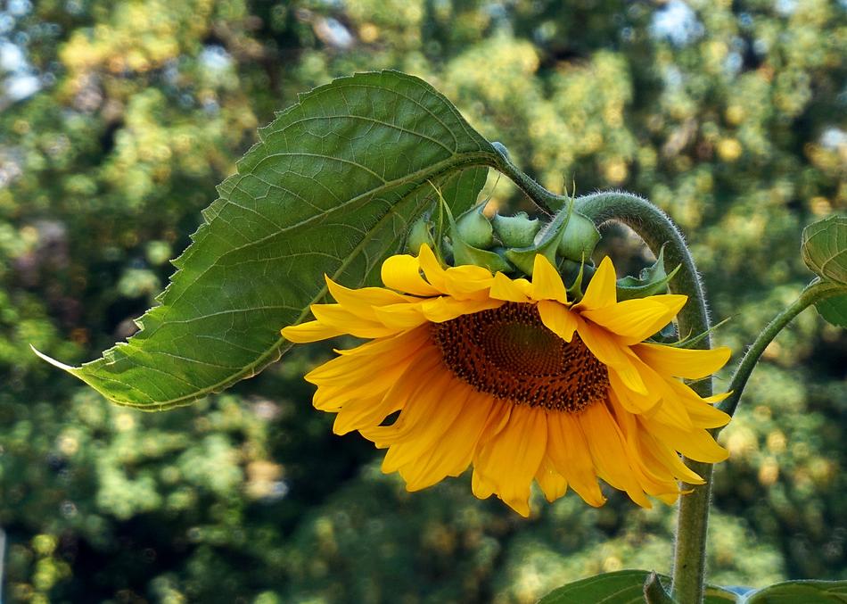 Sunflower Blossom Bloom