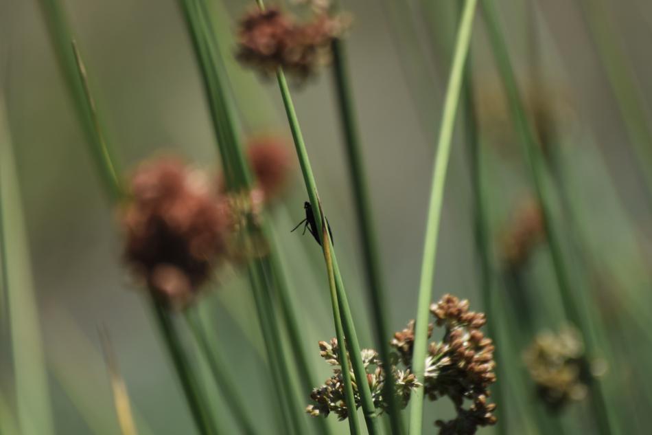 Bug Flower Insect
