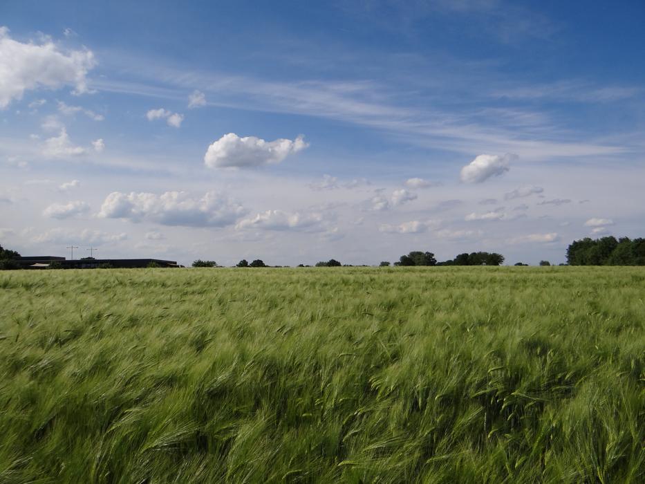 Nature Field Sky