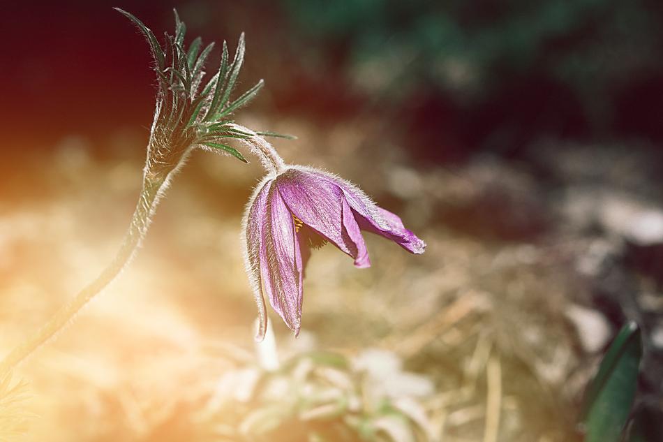 Anemone Flower Purple