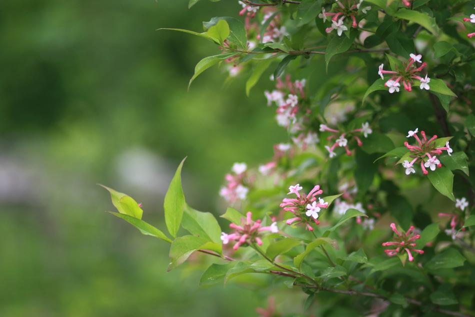 Flowers Nature Plants