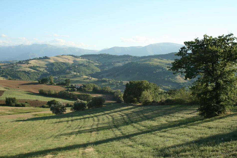 green field with trees landscape