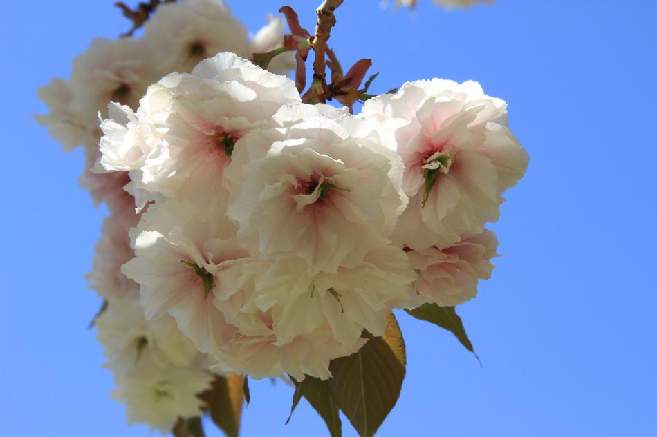 Flower Plant Nature Cherry