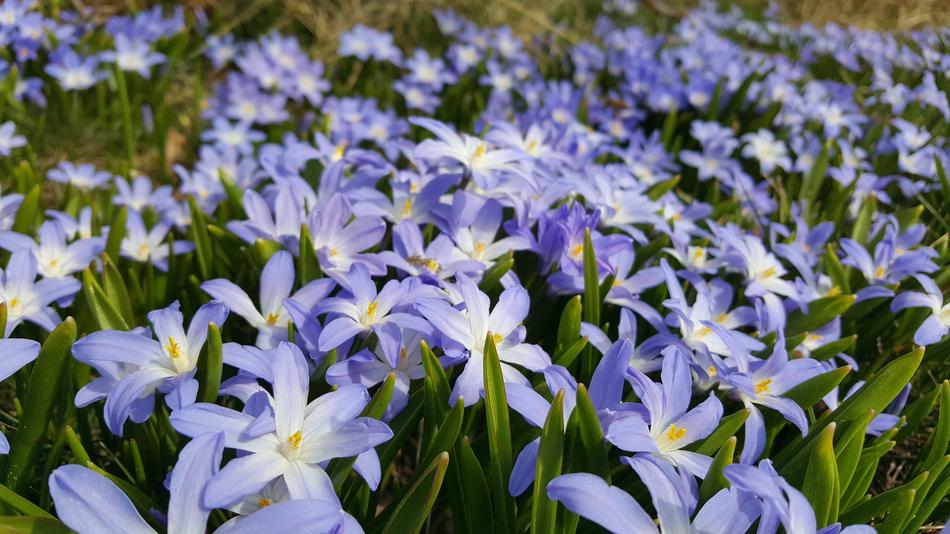purple flowers are little pretty flowers
