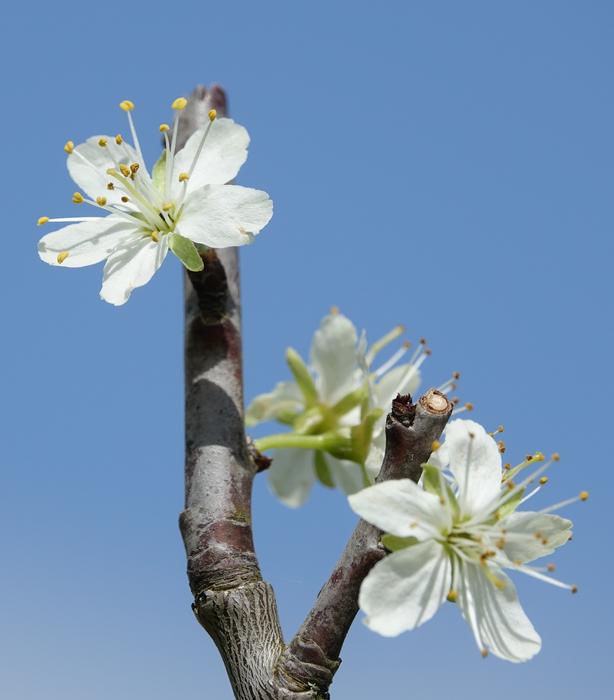 Flower Nature Tree Flowers