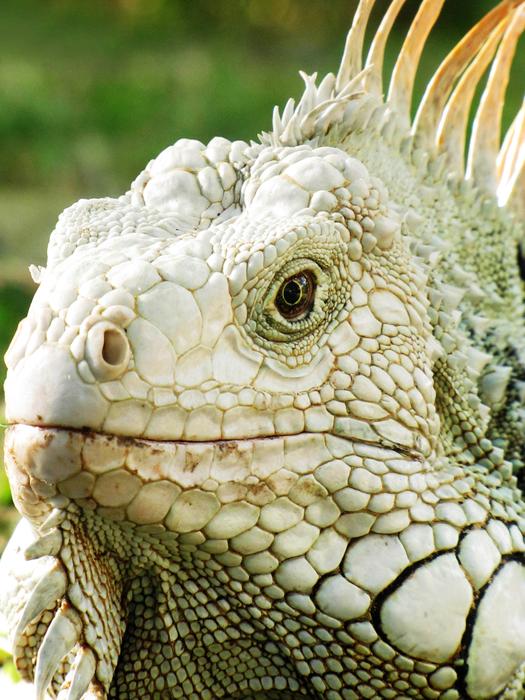 an unusual large lizard