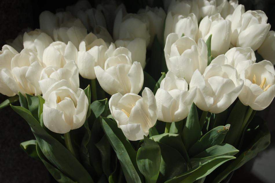 Flower Floral Tulips White
