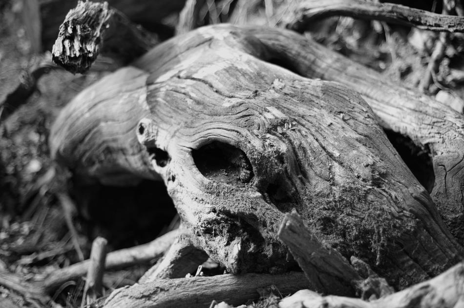 wooden poles roots skull