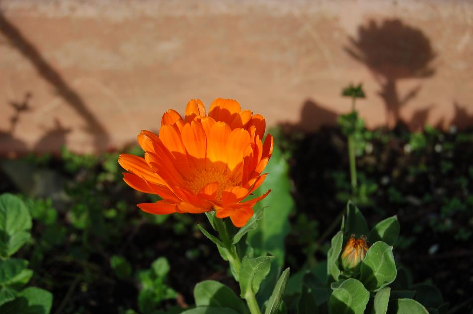 the shadow of a flower on the road