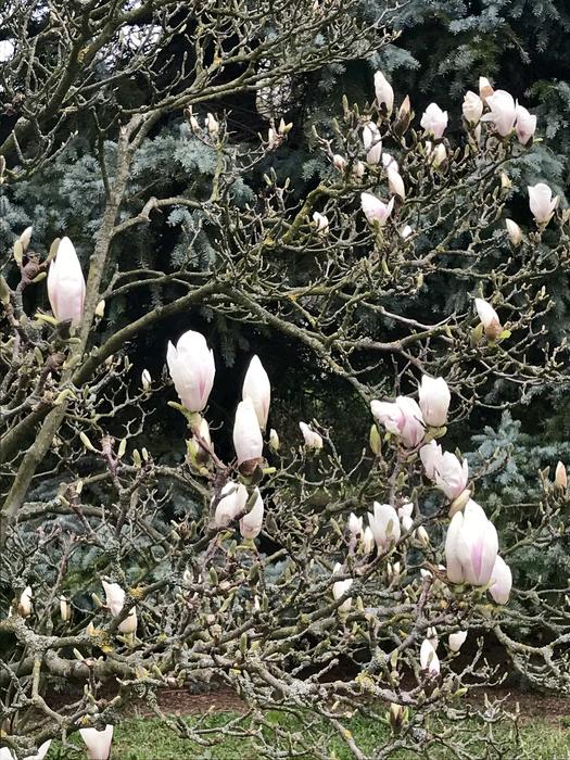 Nature Spring Buds Beauty In