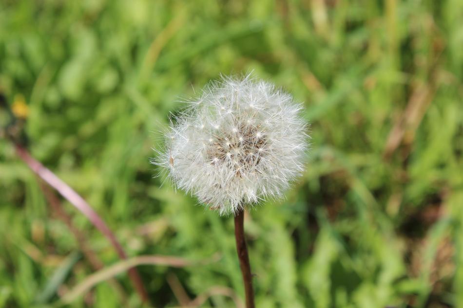 dandelion is beautiful gorgeous unusual