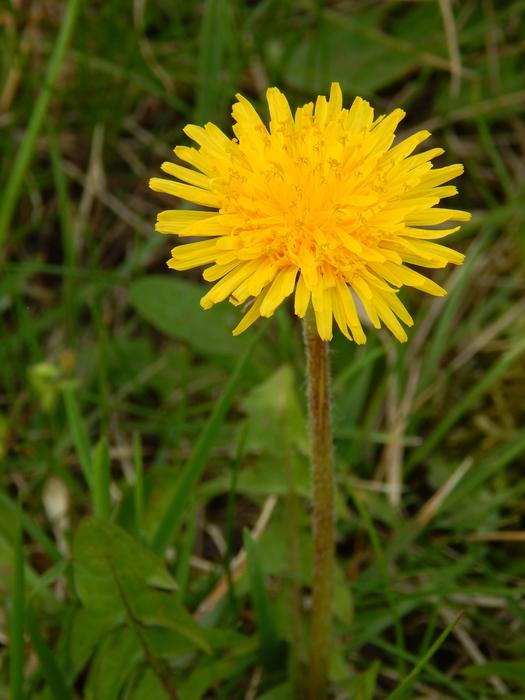 Dandelion Flower Yellow