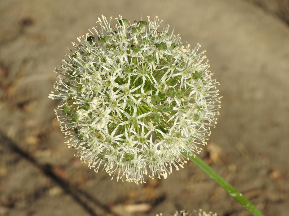 Garlic Decorative Flower