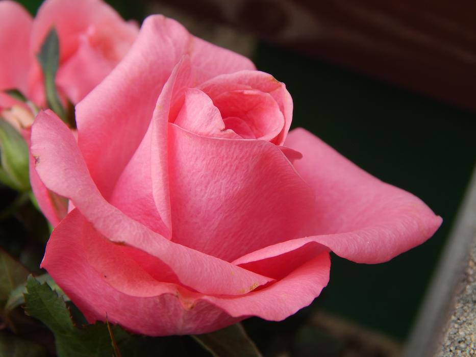 Pink Flower Flowers