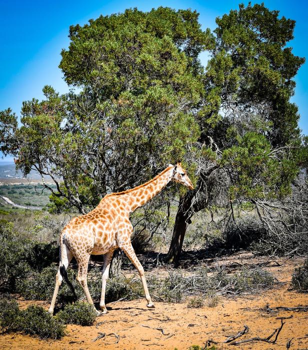 Nature Wildlife Giraffe
