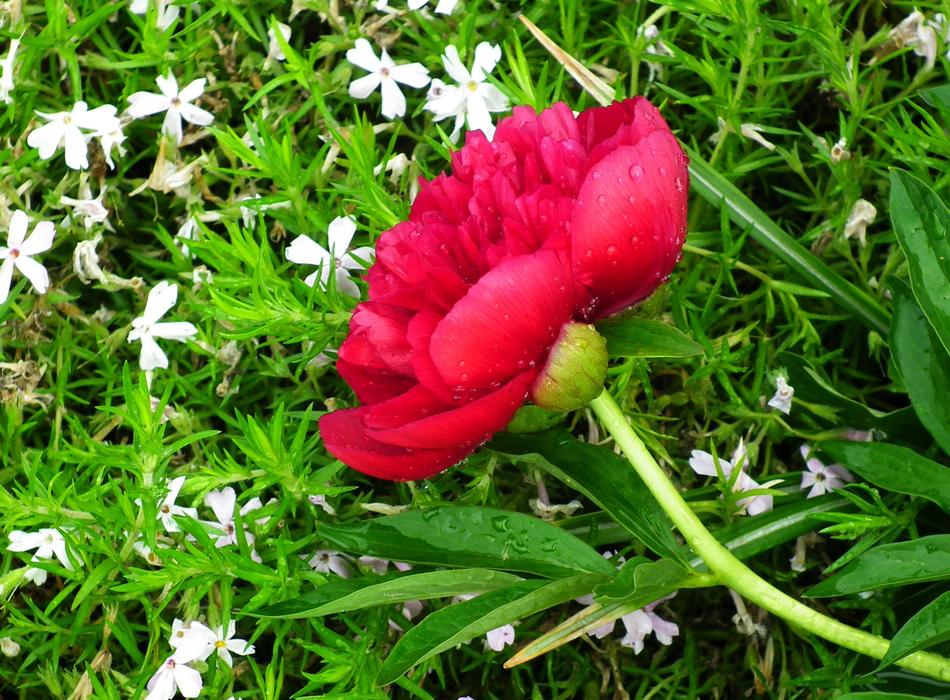 Flower Peony Spring