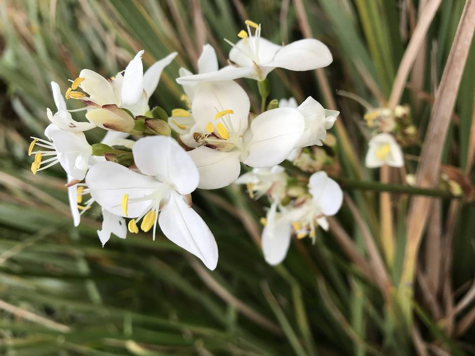 Ireland Irish Flowers White