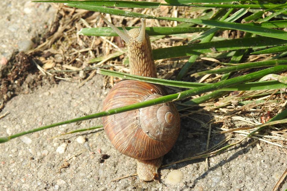 Snail Winniczek Crawl